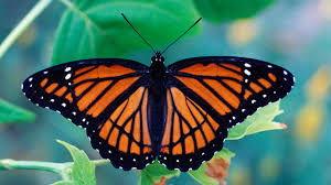 You are currently viewing The Butterfly Effect: The Power of Transformation