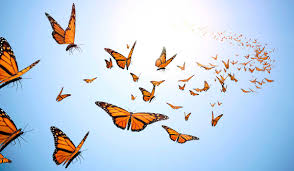 You are currently viewing The Butterfly Effect: Freedom in Flight