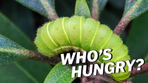 Read more about the article The Butterfly Effect: Eat it ALL